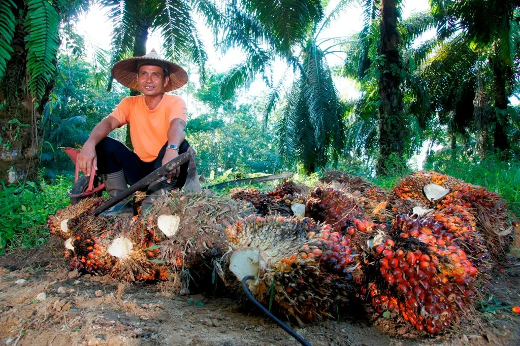 PTPN IV PalmCo memperkuat kemitraan dengan petani sawit melalui peremajaan kebun, peningkatan produktivitas, dan kepastian penyerapan TBS untuk menjaga pasokan CPO nasional.