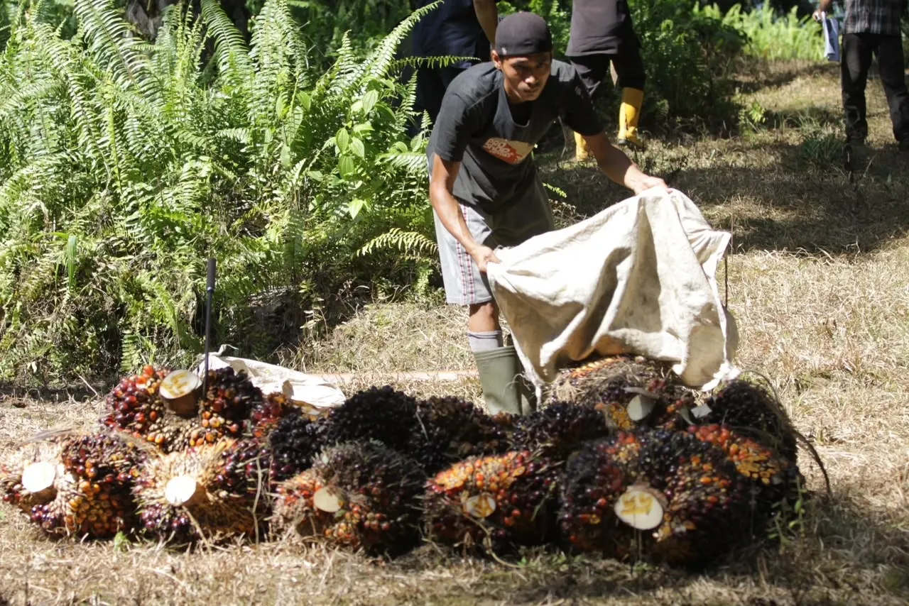 Pencurian TBS sawit menjadi sorotan karena dinilai tidak hanya merugikan perusahaan, tetapi juga mengancam keamanan pekerja dan petani swadaya serta iklim usaha perkebunan.