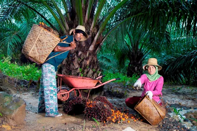 PTPN IV PalmCo Dampingi Peremajaan 49 Ribu Hektare Kebun Sawit Rakyat, Perkuat Kemitraan dan Peran Offtaker